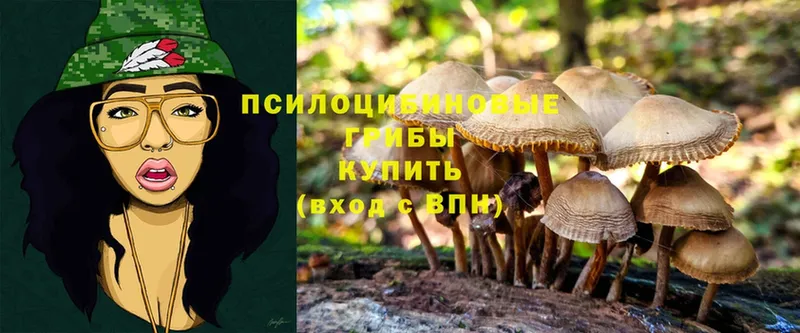 Псилоцибиновые грибы Psilocybine cubensis  Заозёрск 